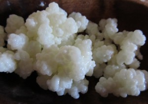 Milk Kefir Grains